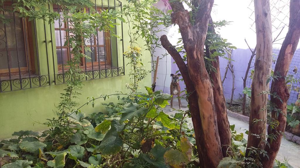 Hospedaje La Rana Buenos Aires Exteriör bild
